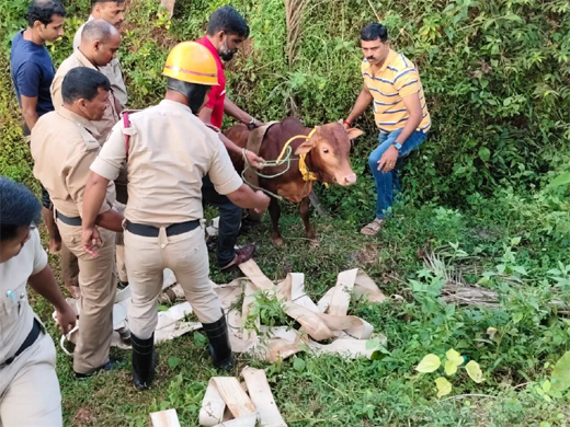 Calf rescued
